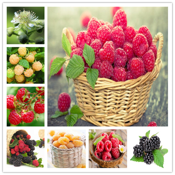 

100 Pcs Raspberry Bonsai Mixed Colors Super Big Raspberry Fruit Rare Wild Strawberry Tree Bonsai Flowers Bonsai For Garden