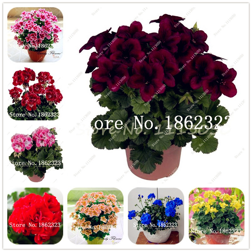 

100 Pcs Mul-color Geranium Flower Rare Bonsai Flower Perennial Plant Pelargonium Peltatum bonsai Indoor Rooms for Home Garden flower seeds