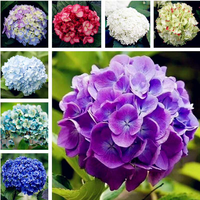 

120 pcs/bag bonsai flower hydrangea seed, garden plant china hydrangea balcony potted flower seeds budding rate 97% easy to grow