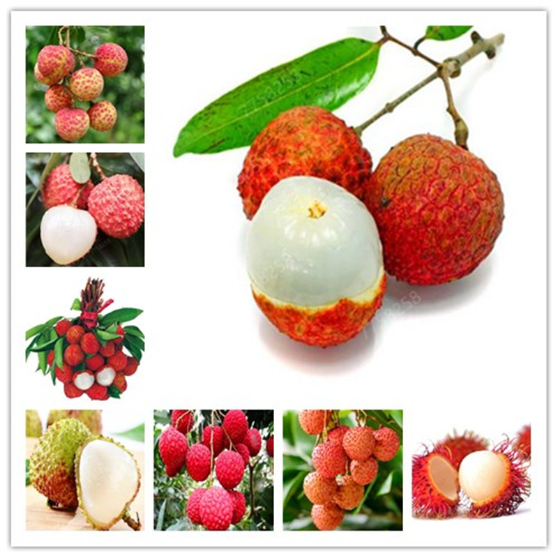 

Hot sale!2pcs litchi giant Lychee Home Gardening Outdoor Fruit bonsai tree Sementes House plant pot Survival rate is very high
