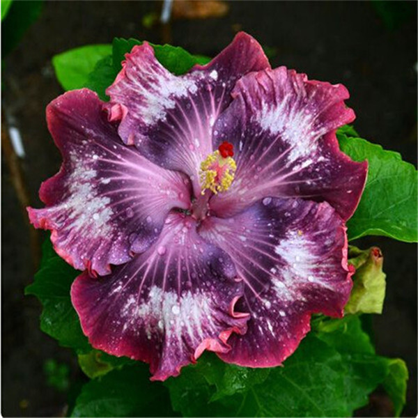 100-Pcs-Bag-Hibiscus-Flower-plant-Hibiscus-plant-Bonsai-Flower-Chinese-Rose-plant-MIX-Colors-To (3)