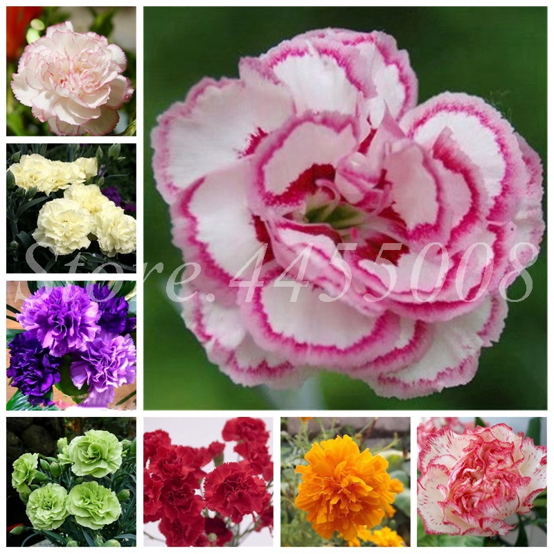 

400 pcs/ bag Seeds Bonsai Mixed Colors Carnation Plant Dianthus Caryophyllus Flower Perennial Indoor Flowering Potted Plants Home Garden