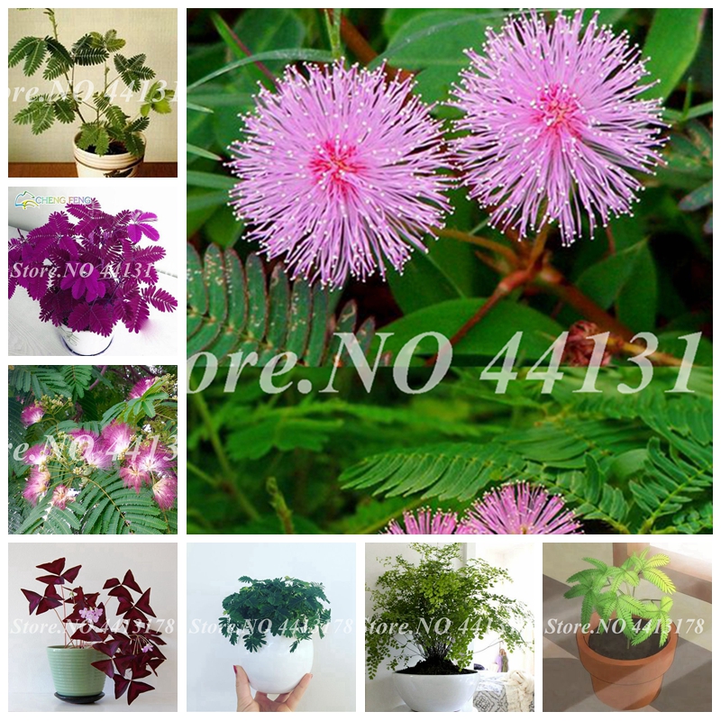 

50 Pcs Seeds Mimosa Pudica Bonsai Balcony Flower Potted Outdoor Foliage Plants Predict Earthquakes Fun Bashfulgrass for Garden Decor