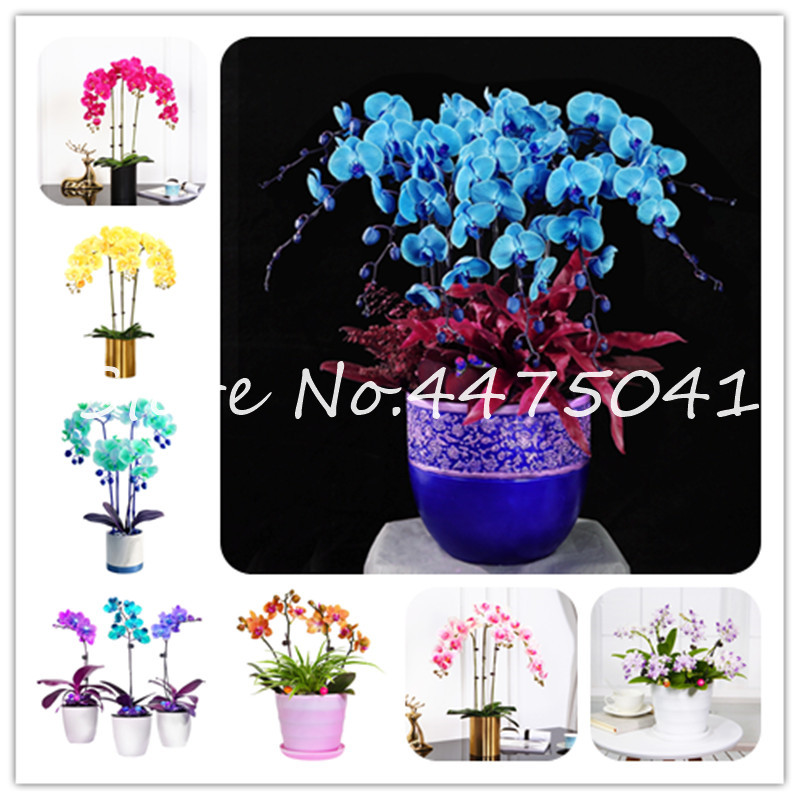 

200Pcs/Pack Unique Colorful Phalaenopsis Orchid Flower Bonsai plant seed Adorable Butterfly Orchid Flower Sky Blue Plant Garden Potted Plant
