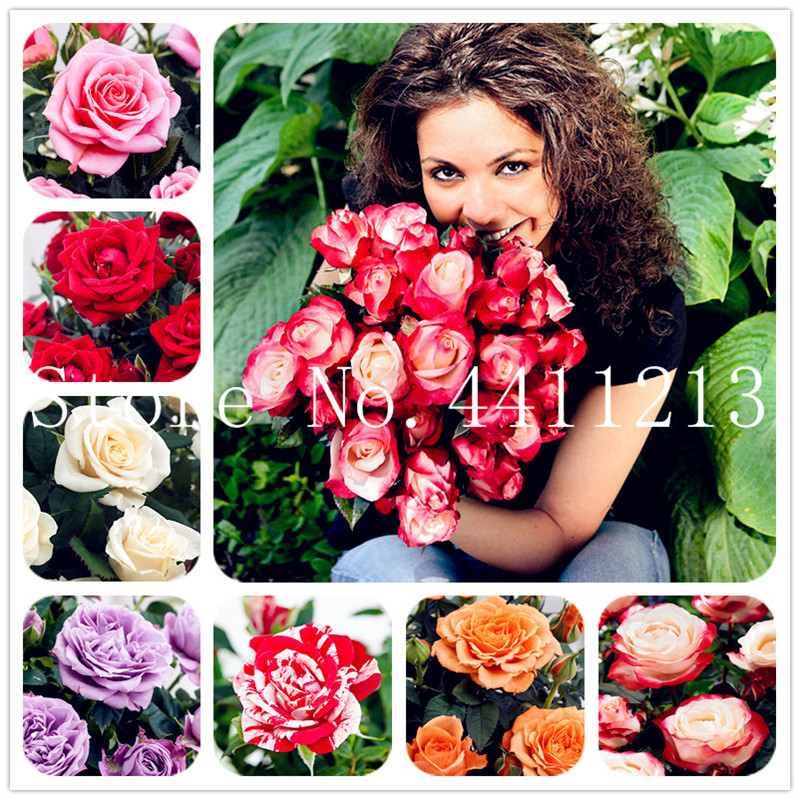 

200 Pcs/bag Rare Rose Bonsai plant seeds Rose Flower Tree, Indoor Miniature garden bonsai flower Potted Plant Rose Pot home garden plant