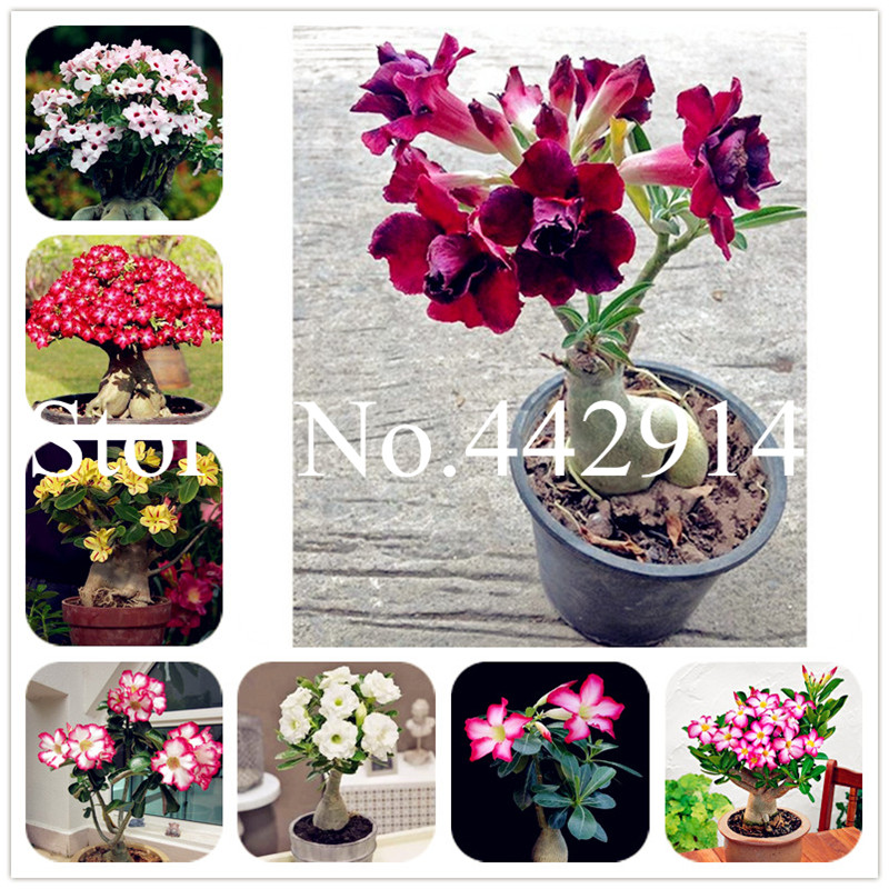 

Hot Sale! 5 pcs Heirloom Desert Rose Bonsai plant seeds Indoor Blooming Succulent Flower Plant Bonsai Potted Adenium Absorb Formaldehyde