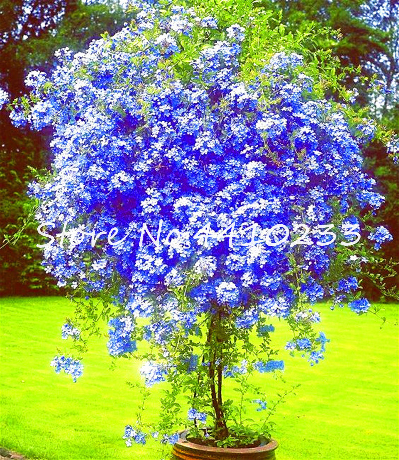 

200 Pcs Plumbago Auriculata Bonsai plant seeds Exotic Perennial Flowers Bonsai Home Garden Decor Plant Ceratostigma Plumbaginoides Bonsai