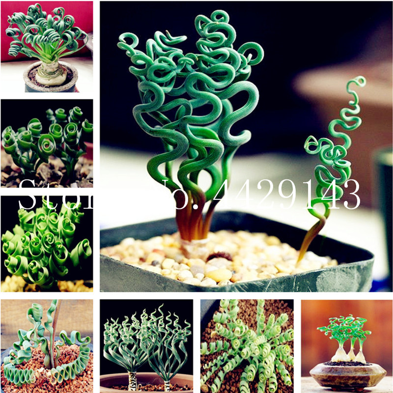 

100 Pcs Succulents plant Grass Spiral Grass Ornamental Bonsai, Plum