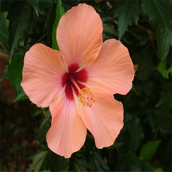 100-Pcs-Bag-Hibiscus-Flower-plant-Hibiscus-plant-Bonsai-Flower-Chinese-Rose-plant-MIX-Colors-To.jpg_640x640 (4)