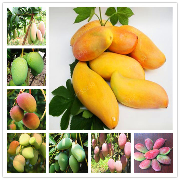 

1 Pcs/bag 100% true Mango plants Very Delicious Fruit Very Easy Grow For Home Garden plant Free Shipping