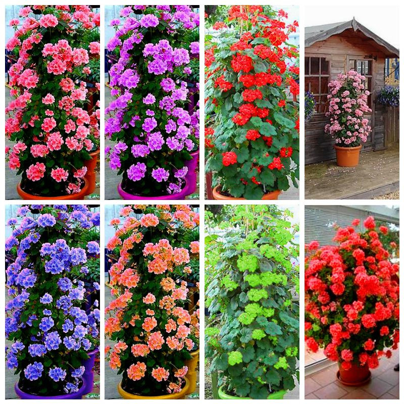 

200 pcs Rare Climbing Geranium Pelargonium Peltatum Tree Bonsai plant seeds Perennial Flower Indoor Rooms Garden Potted Plant Easy Grow