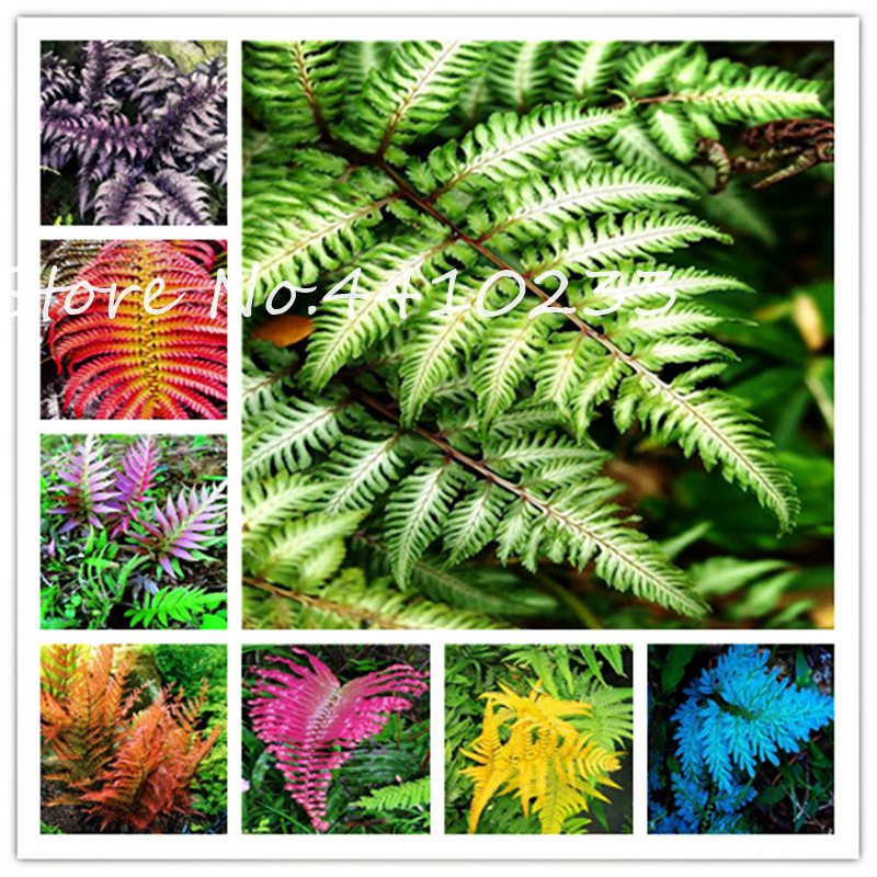 

Bonsai 100 Pcs Multi-Color Fern seeds Bonsai Perennial Herb Plants Outdoor Bonsai Pot Flower Indoor Plant For Home Garden Easy To Grow