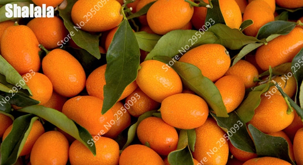 

50pcs Hot Sale Kumquat Bonsai p[lant seeds Orange Balcony Patio Potted Lots Fruit Tree Tasty Juicy Orange Plant For Home And Garden Planting