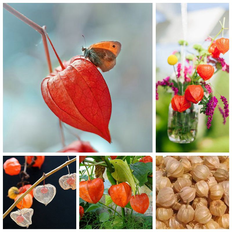 

300 PCS Seeds Red Currant Fruit Plant Pan-American Gooseberry Lantern Fruit Physalis Landscape Home Garden For Flower Pot Planters