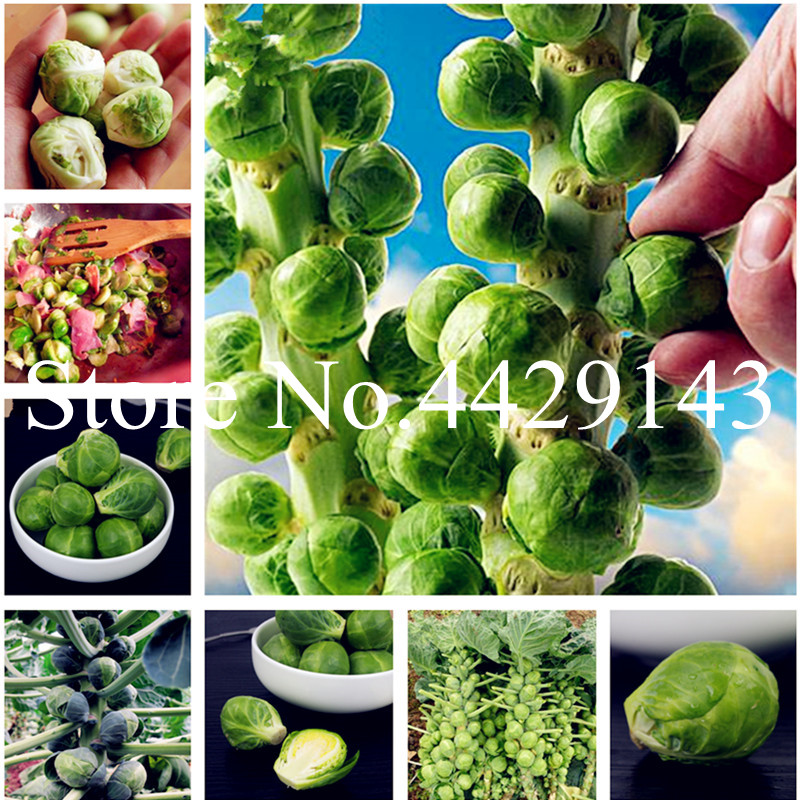 

Brassica plant seeds Oleracea Heirloom Mixed Ornamental Kale 200Pcs Cabbage Bonsai Non-Gmo White Red Purple Colors Garden Planting Vegetable