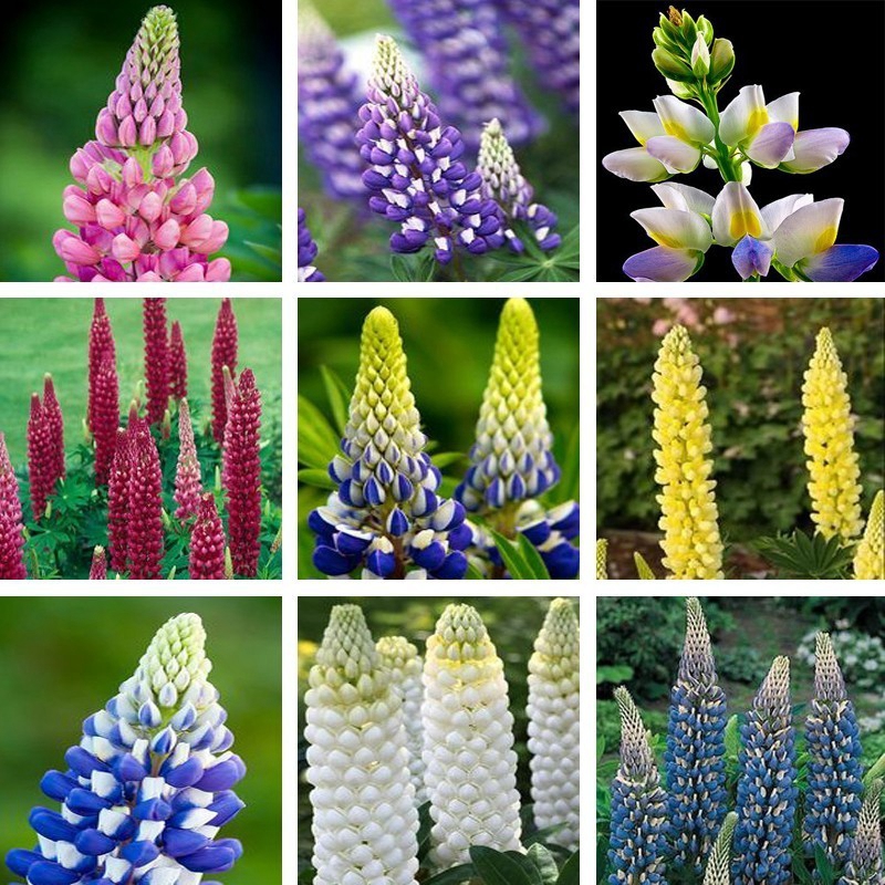

200 Mix Color Lupine Bonsai Plants Annual Succulent Groundcover Flower Bonsai,Potted Plants for Home Garden bonsaiÂ plantÂ flowerÂ seeds