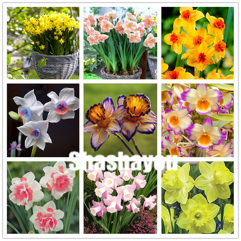 

200 pcs Daffodil flower bonsai plants seeds Aquatic Plants Double Petals Pink Narcissus Potted Planting Simple for Home & Garden Decor