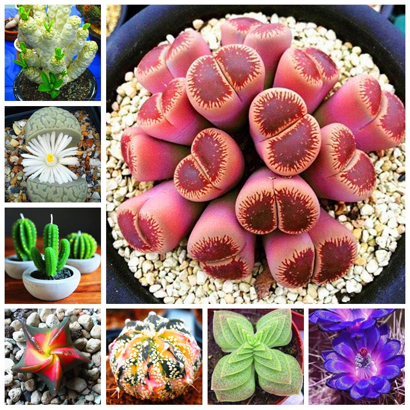 

200 pcs / bag Seeds Real Mini Succulent Cactus Bonsai Rare Succulent Perennial Herb Pot Flower Indoor Planta for Home Garden Decor