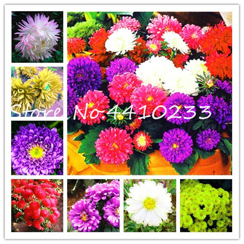 

500 Pcs Mixed Aster Bonsai Flower plant seeds , Bonsai Rainbow Chrysanthemum Bonsai Perennial Flowers For Home & Garden Plant Easy to grow