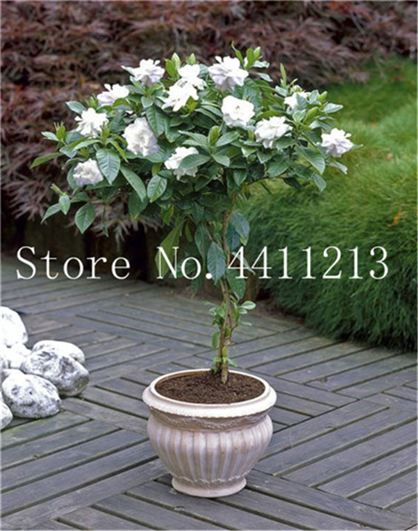 

100 pcs/bag Rare Bonsai plant seeds Jasmine flower white jasmine bonsai fragrant plant arabian jasmine bonsai plant home garden Easy to Grow