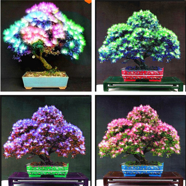 

2019 New 50 Pcs Rainbow Albizzia Acacia Flower Bonsai, Balcony Indoor Tree Albizzia Flower Potted Plants For Home Garden Decor