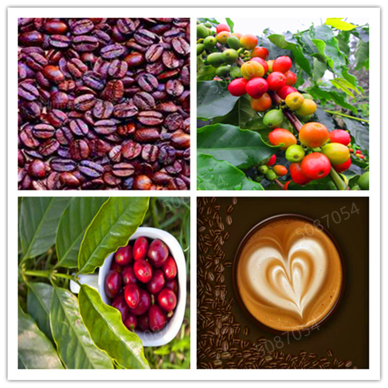 

Promotion! 50pcs/bag Seeds coffee bean flores Decor planters Flower Bonsai Perennial Flower Plant for Home Garden Pot