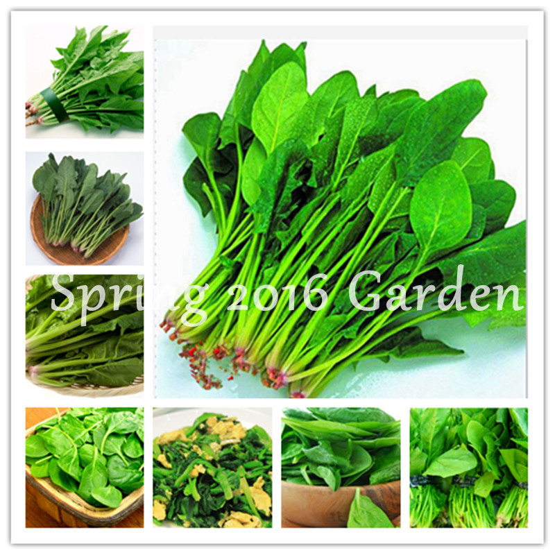 

Hot sale ! 500 pcs Spinach versatile organic vegetable seeds Spinach Salad Leaves Good Taste Non-GMO DIY Home Garden bonsai Planting