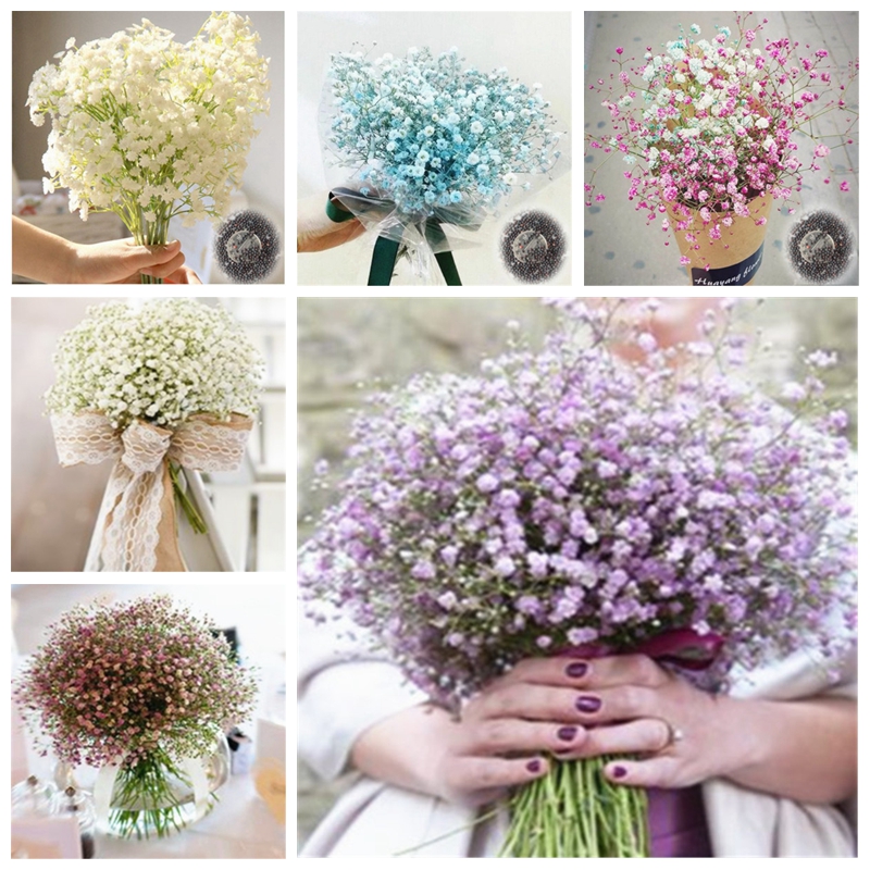 

Multi-Color 100 Pcs Gypsophila Paniculata Flower Perennial Garden Flore Bonsai Ornamental Flowers Potted Plant for Outdoor Decor