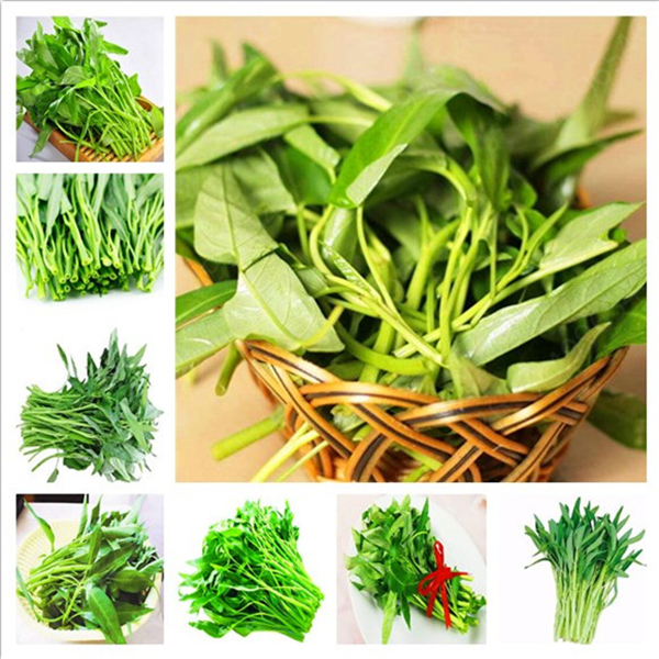 

100pcs water spinach vegetable bonsai, Chinese spinach or watercress limited time promotion spinach bonsai organic green edible