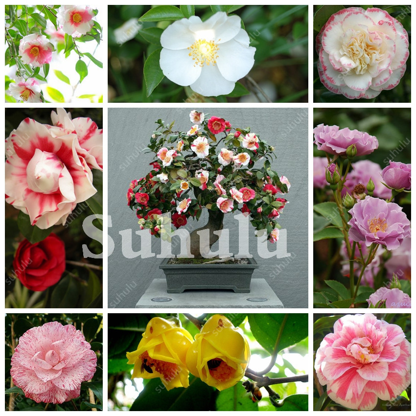 

100 Pcs Rare Colorful Camellia Bonsai Seeds Potted Garden Flower Plantas Potted Ornamental Plants Japanese Camellia Flores Easy To Grow