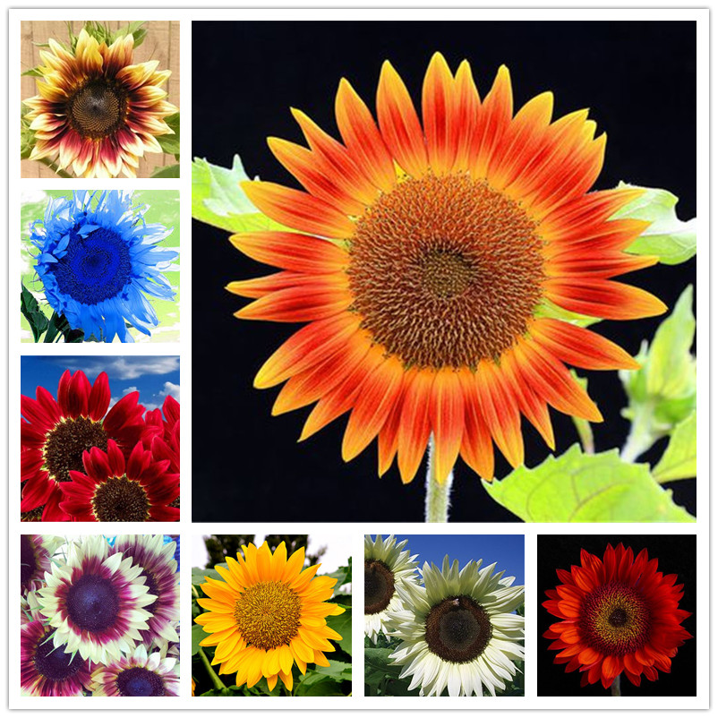 

50 pcs seeds / bag Sunflower Bonsai 11 kinds Sun Fortune Bloom Garden Plants Jardin Blooming Flowers Fast Growing Planting Season Purify The Air Absorb Harmful Gases