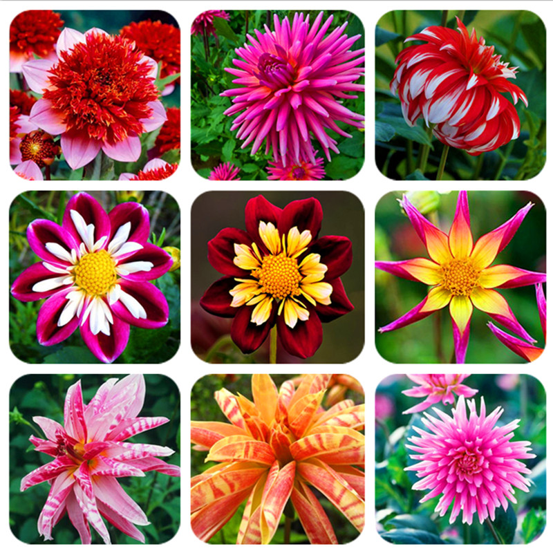 

200 Pcs Dahlia Flower Beautiful Gardens Bonsai Plant seeds Gorgeous Flowers Tropical Ornamental Plants Dahlia Pinnata For Home Garden Pots