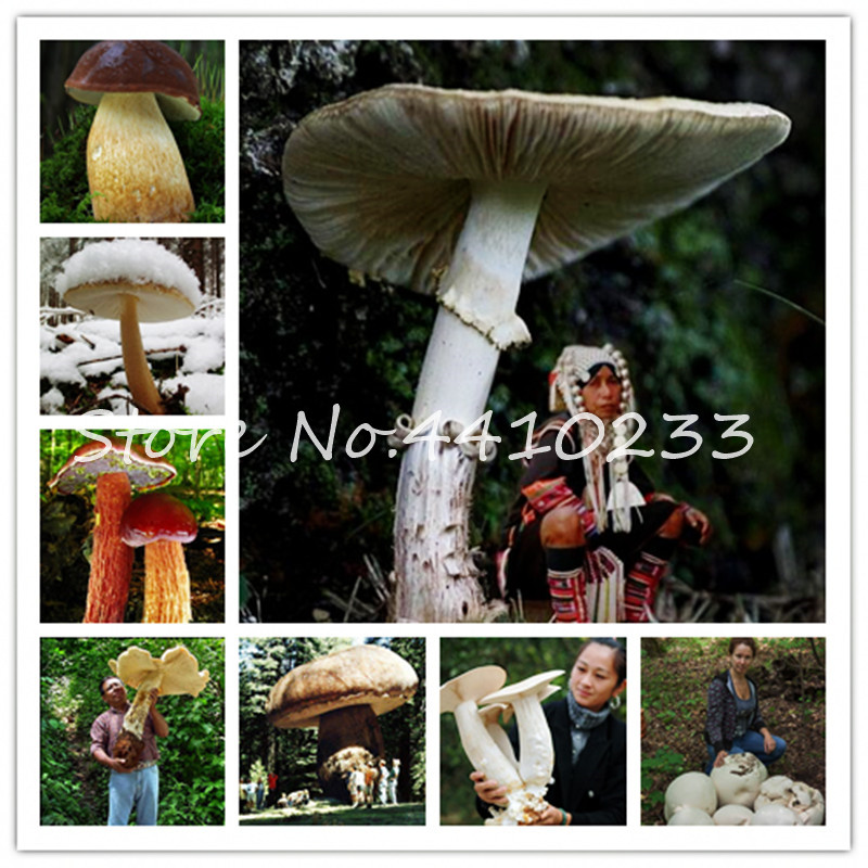 

100 Pcs Giant Mushroom Bonsai Bonsai Delicious Vegetable Bonsai Organic Vegetable Green seeds In Garden & Courtyard Mushroom Plant