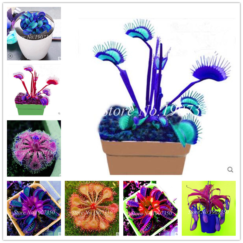 

Sales! 200 pcs Potted insectivorous Dionaea Muscipula Giant Venus- Flytrap bonsai Carnivorous Plant Easy to Grow