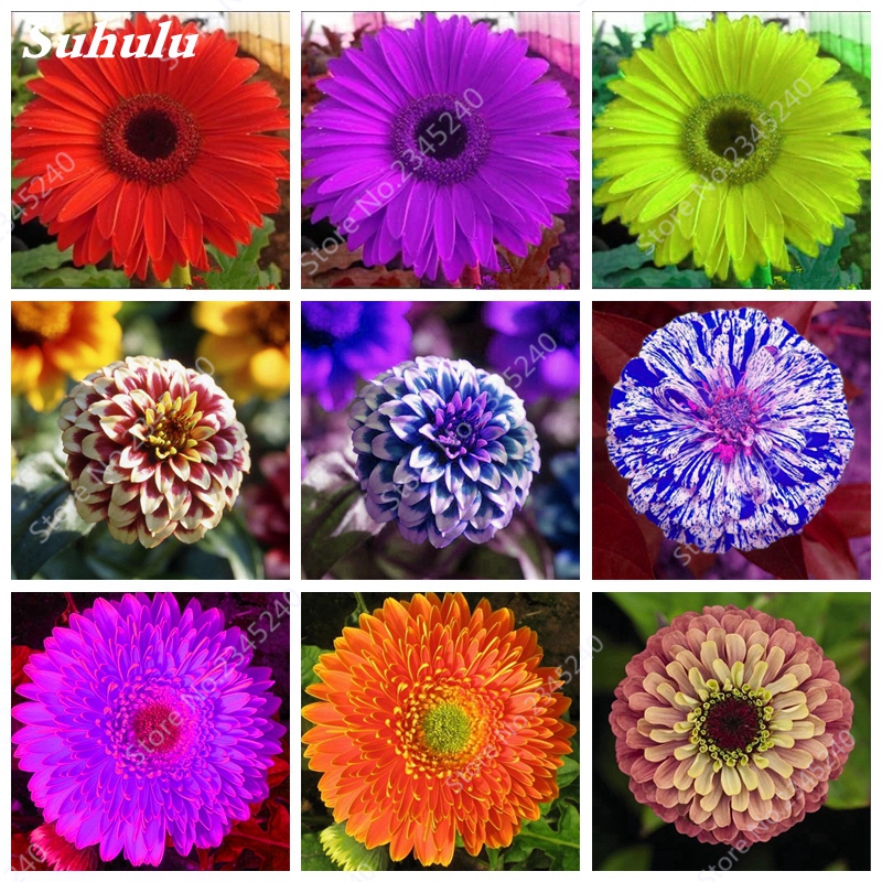 

1000 Pcs Seeds Mixed Color Zinnia Bonsai Indoor Flower Plant Rare Spring Flowers Plants For Home Garden Easy Grow Potted Planting