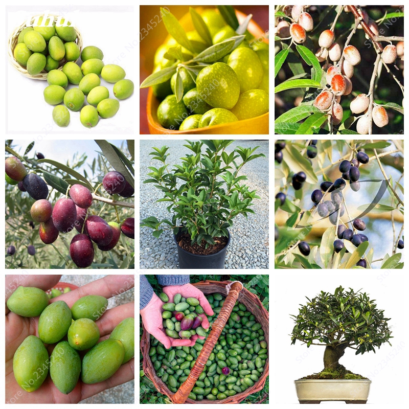

10 pcs/bag Edible Olive Seeds Outdoor Bonsai Potted Mini Juicy Organic Olea Europaea Fruit Plant Tree for Home Garden Supplying