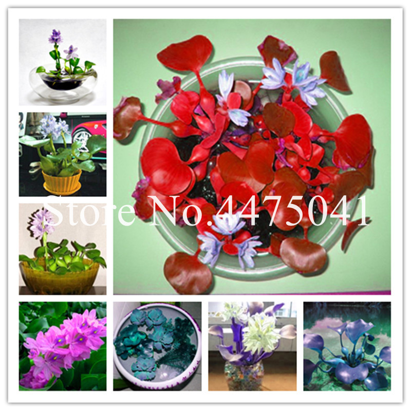 

Hot 500 Particle per bag Bonsai Water Hyacinth Flower Plants Seeds Aquatic Water Hyacinth Floating Pond Aquarium Lotus Fissidens Fontanus