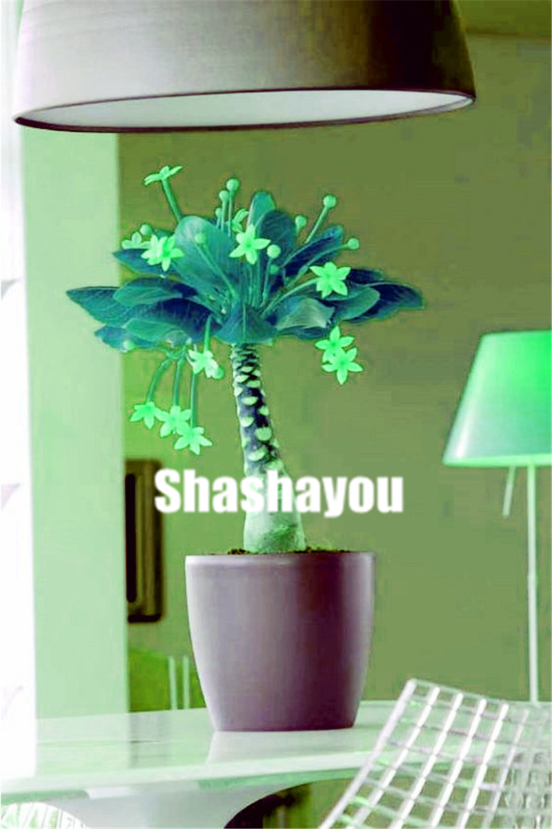 

2 pcs Seeds Mini Pachira Macrocarpa flores money tree plantas Hawaiian Make Money Tree Plant mini bonsai tree plant for home garden