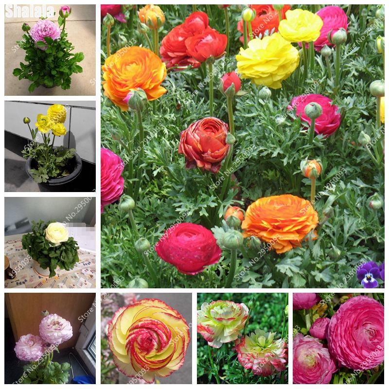 

Hot Sale 200 Pcs Ranunculus Asiaticus Flower bonsai plant seeds For Home & Garden DIY Plants Persian Buttercup Flower Planta Free Shipping