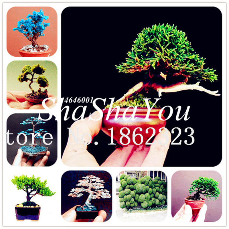 

Bonsai 100 Pcs Mini Japanese Juniper Seeds Mixed Bonsai Starter Tree Juniperus Procumbens Nana Potted Plant For Home & Garden Decor