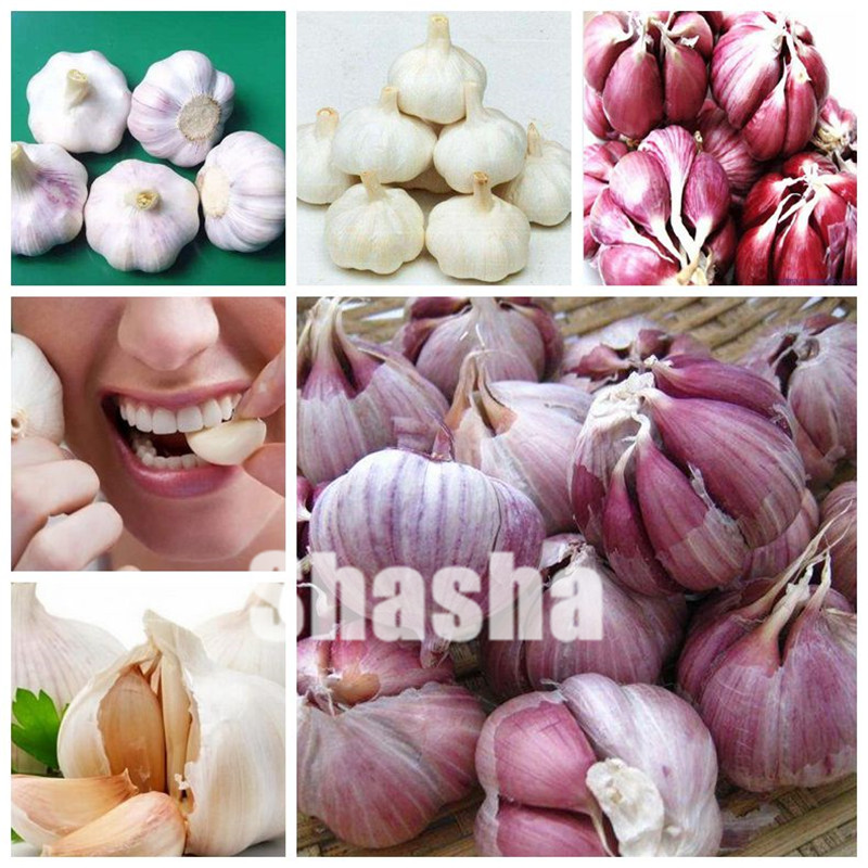 

500 Pcs Garlic Bonsai Red And Healthy Bonsai seeds Diy Plant Rare Onion Garlics Vegetable Bonsai Very Easy Grow For Home Garden