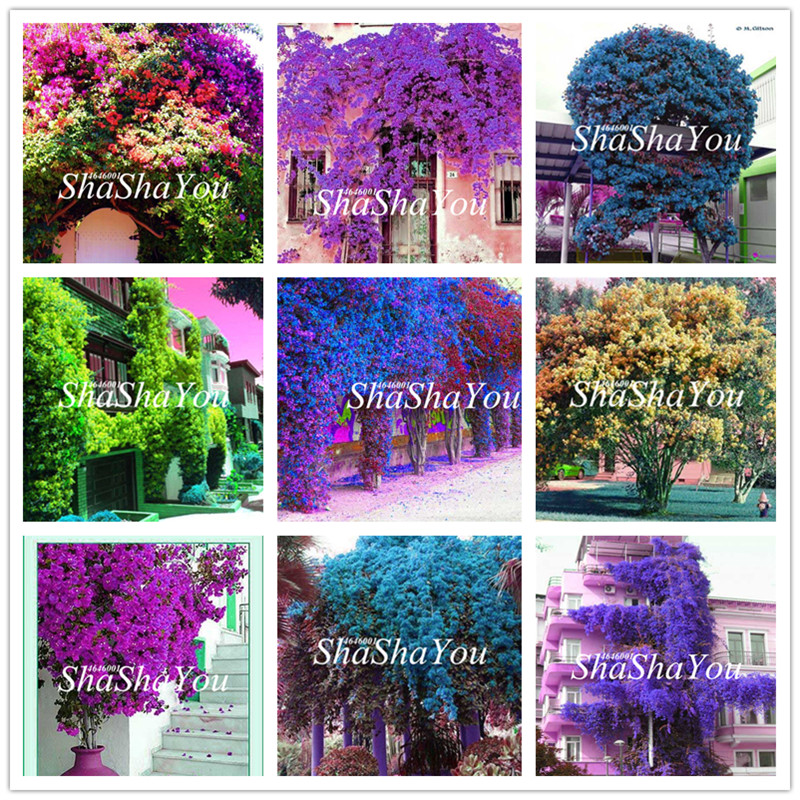 

200 Pcs Seeds Climbing Bougainvillea Bonsai, Potted Flower Garden Plant, Budding Rate 95%,Courtyard & Balcony Outdoor Plant for Home