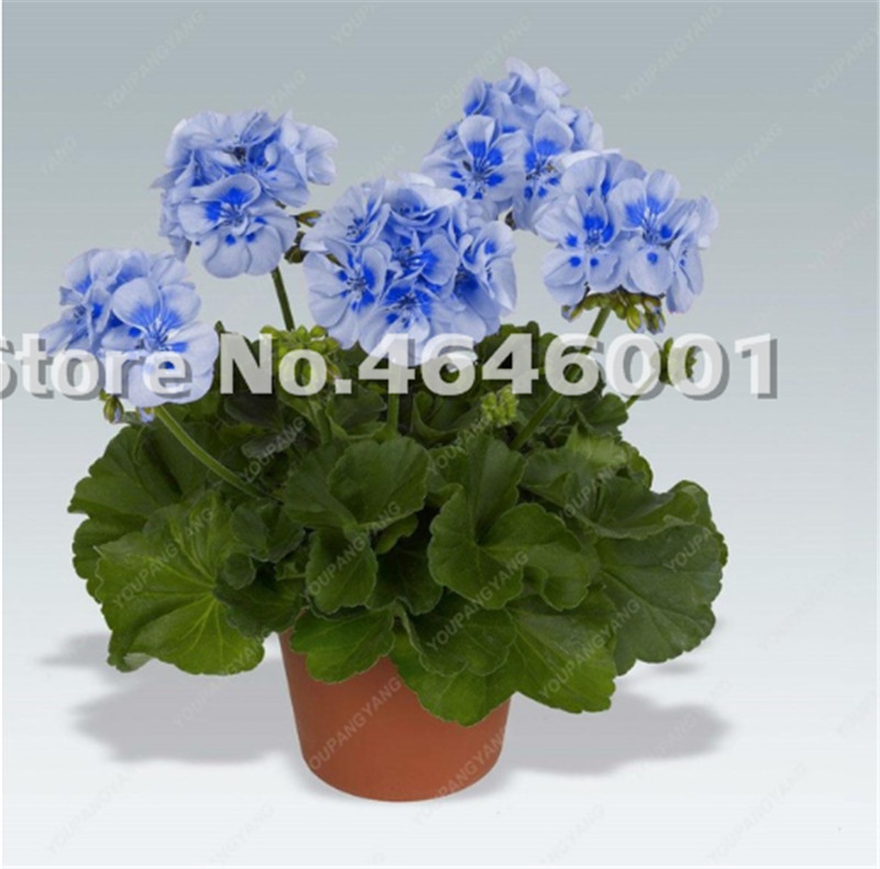 

Hot Sale 200 Pcs/bag Seeds Bonsai Geranium Potted Flower Perennial Flower Plants Pelargonium Peltatum Bonsai Indoor Rooms Plant Pot Bonsai