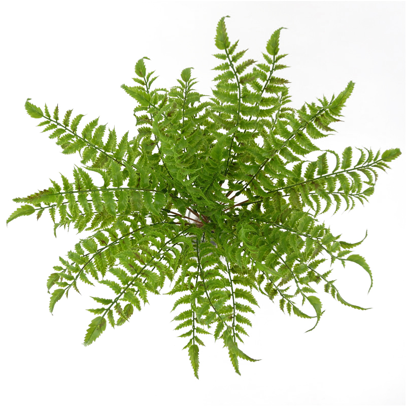 

Artificial Green 17 Bunch Fern Leaves Persian Grass Fake Plants Wall Hanging Plastic Leaf Bonsai Home Wedding Decoration, A2 47cm