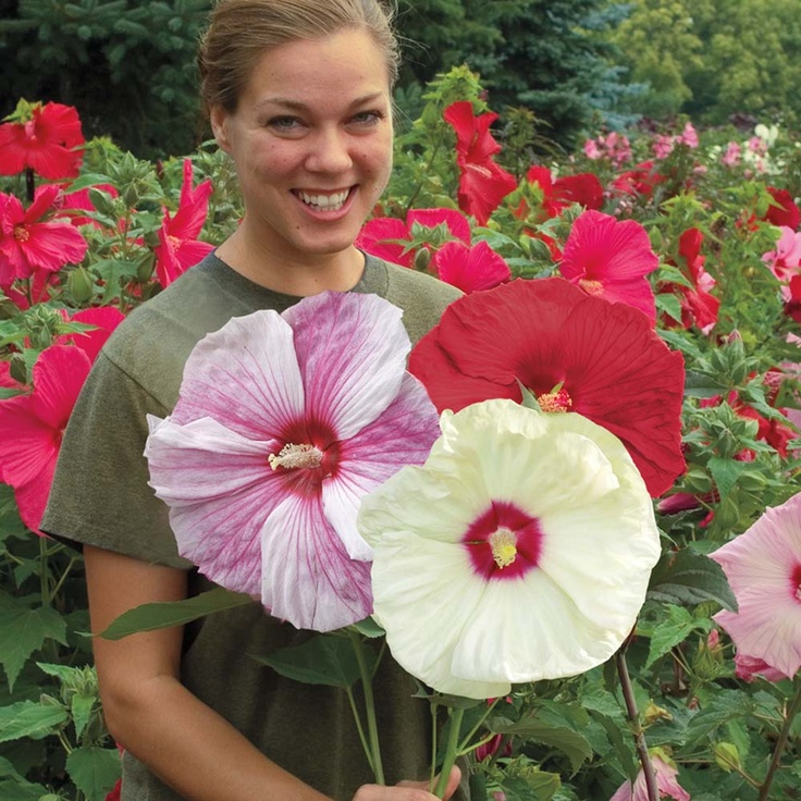 

100 pcs/bag rare color Hibiscus flower seeds, hibiscus seed balcony potted flower seeds dwarf plant easy grow for home garden