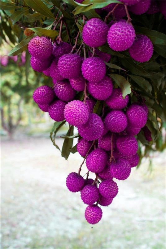 

Lychee Subtropical Seasonal Fruit Seeds litchi seeds plant Bonsai Rare Sweet edible food for DIY home Garden 5 pcs bag263K