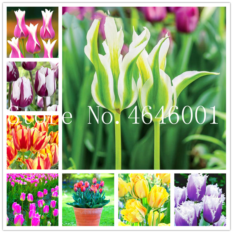 

100 pcs Mix Tulip Bonsai seeds rare bonsai flower planta ice cream as beautiful tulips potted perennial attractive light up your garden