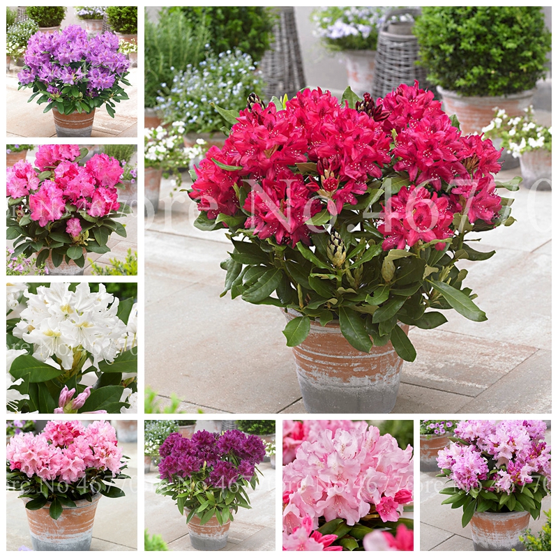 

Hot Sale! 200 pcs Seeds Japanese Azalea Bonsai Rhododendron Azalea Indoor Flower Tree Potted Cover Flower DIY Plant Home Garden Decor