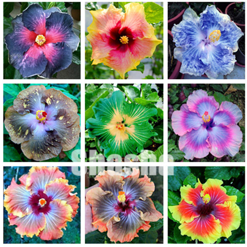 

Sale ! 400 Pcs Seeds Giant Hibiscus Flower flores Chinese DIY Plant Hibiscus Bonsai Best Gift For Your Kids Easy Grow Home Garden