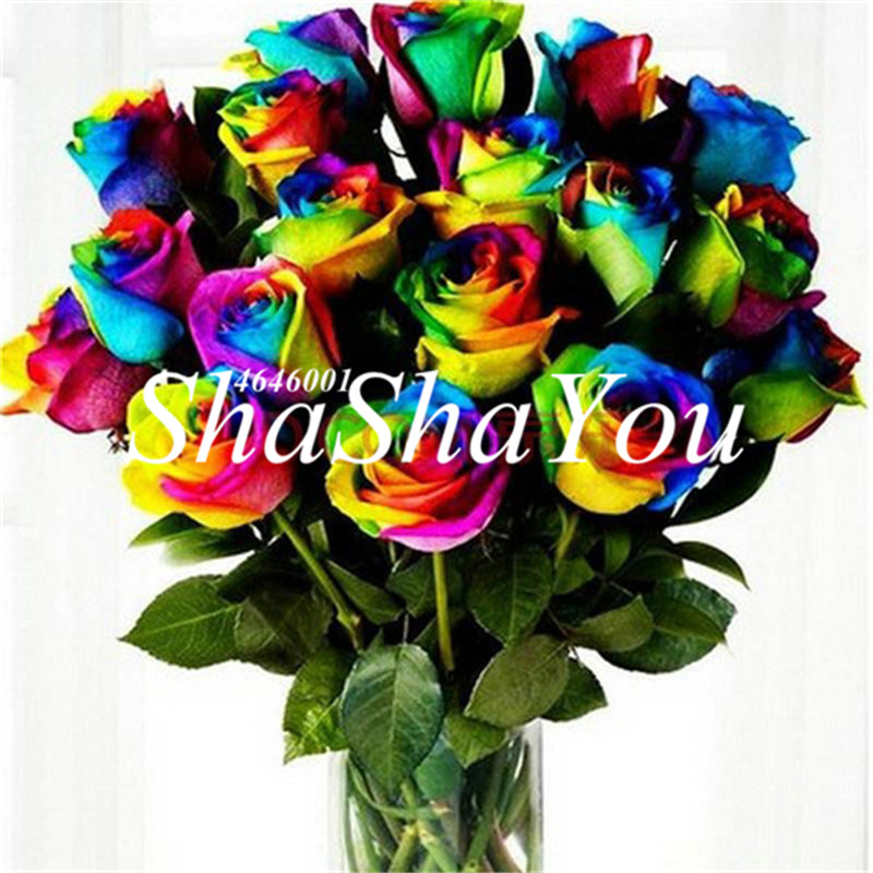 

Rrare Exotic 200 Pcs Seeds Rose plants , Rainbow Roses Bonsai Flowers plants bonsai perennial garden jardim plante